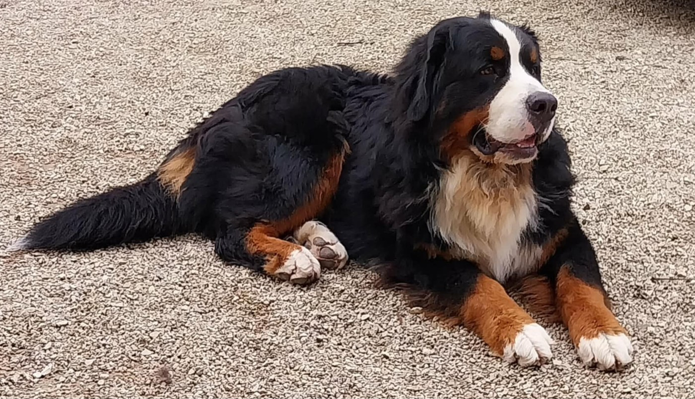 FAMILY MASCOT EKBERT