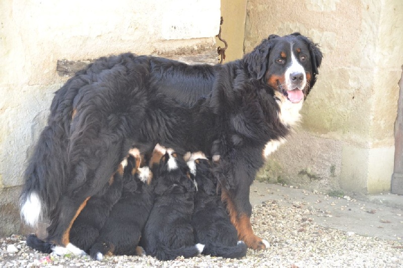 LES BEBES DE GYPSIE ET DE JUSTUS - 09-07-2015