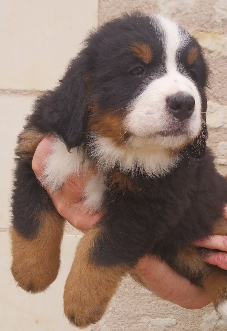 Des Eaux De Brenne - Chiots disponibles - Bouvier Bernois