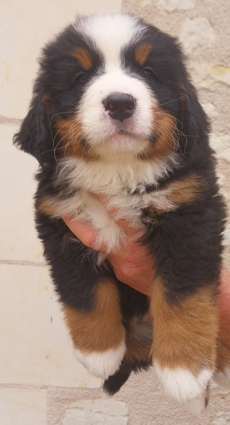 Des Eaux De Brenne - Chiots disponibles - Bouvier Bernois