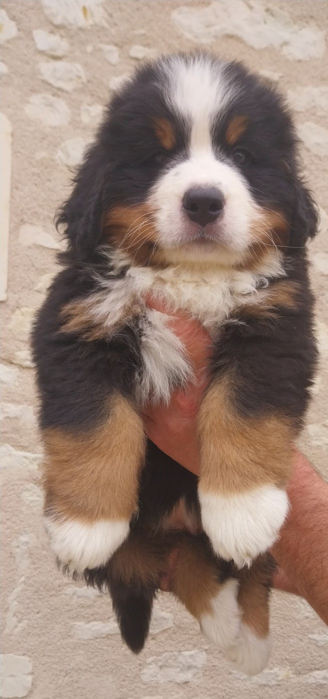 Des Eaux De Brenne - Chiots disponibles - Bouvier Bernois