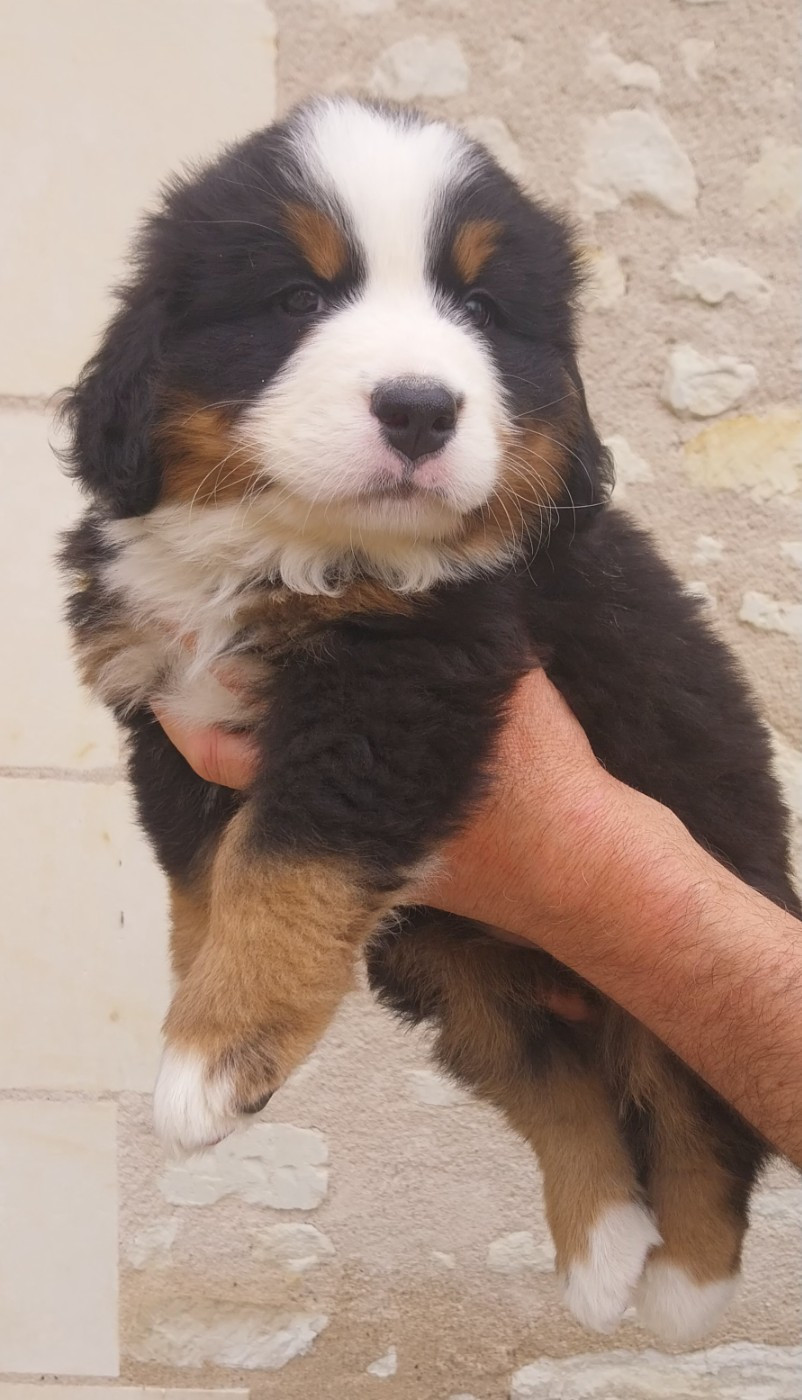 Des Eaux De Brenne - Chiots disponibles - Bouvier Bernois