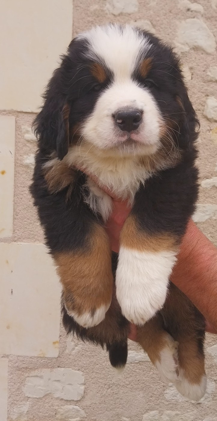 Des Eaux De Brenne - Chiots disponibles - Bouvier Bernois