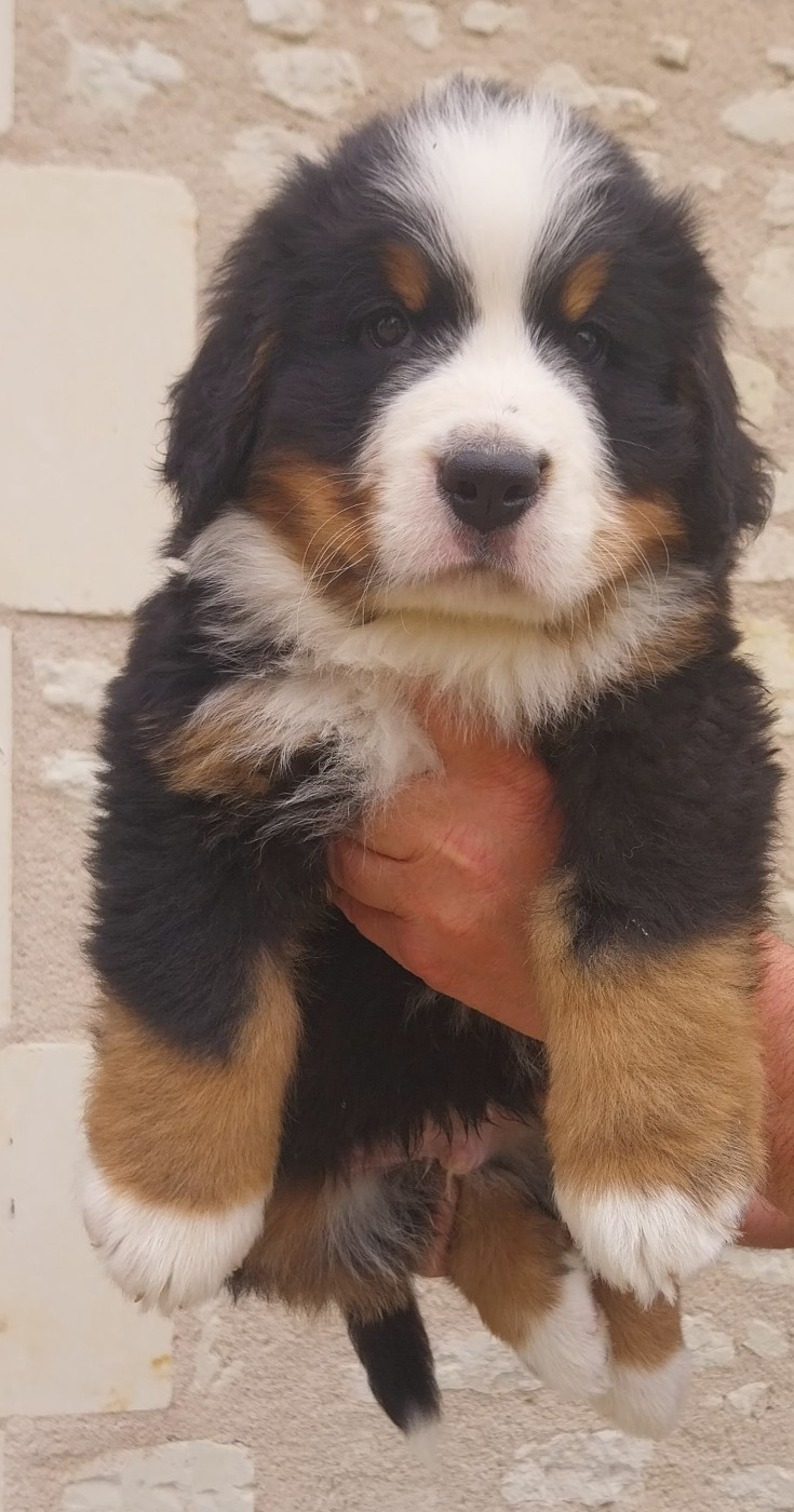 Des Eaux De Brenne - Chiots disponibles - Bouvier Bernois