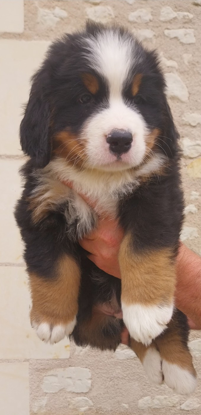 Des Eaux De Brenne - Chiots disponibles - Bouvier Bernois
