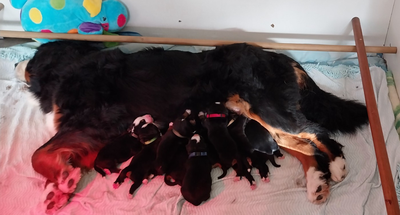 Des Eaux De Brenne - Bouvier Bernois - Portée née le 21/01/2026