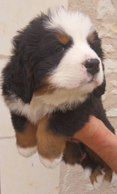 B..........Des Eaux De Brenne