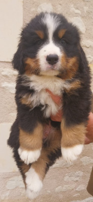 B..........Des Eaux De Brenne